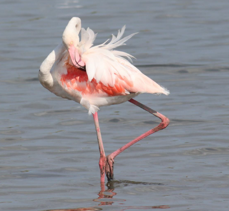 Fenicotteri tutto l’anno